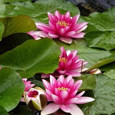 Oda ve Kahvaltı Saumur Loire Et Vernantes